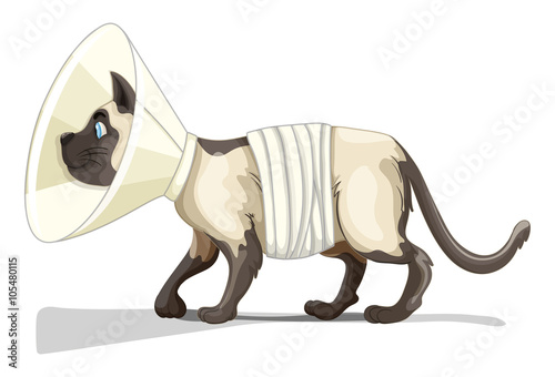Little cat with collar and bandage
