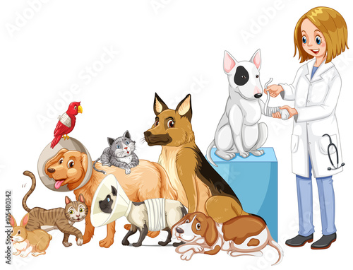 Vet and many injured animals