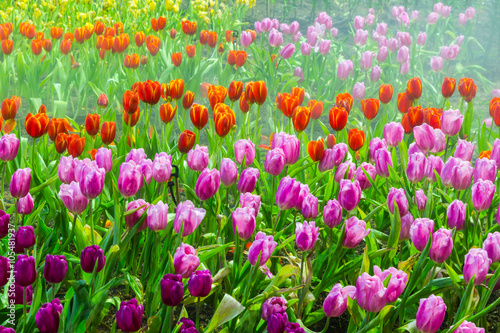 tulip garden in nature © doidam10