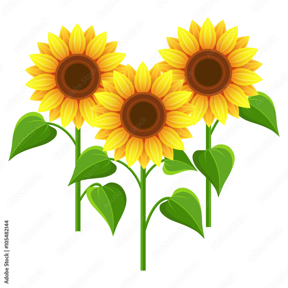 Summer flowers sunflowers over white Summer flowers sunflowers over white