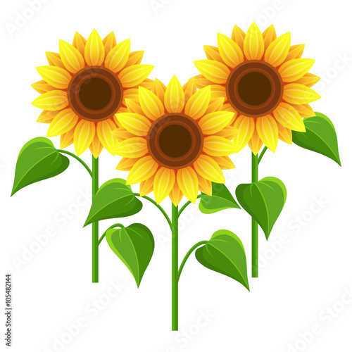 Fototapeta Naklejka Na Ścianę i Meble -  Summer flowers sunflowers over white