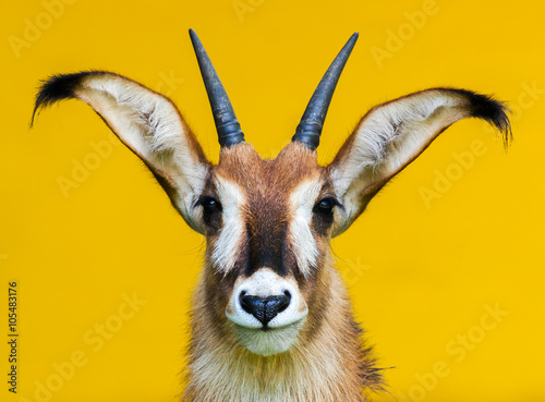roan antelope portrait on yellow background / Pferdeantilope Porträt