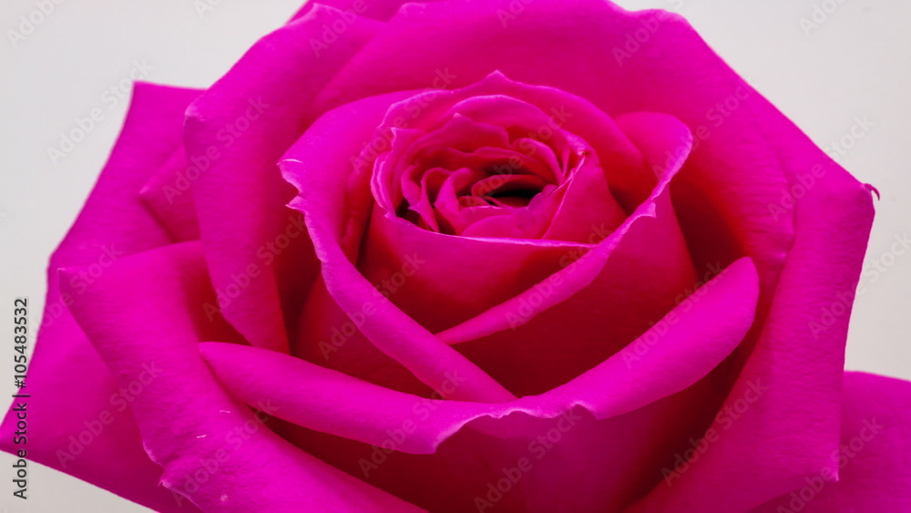 Rose blossoming / Video of a pink rose blossoming