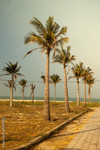 Palms against blue sky on a beach © romas_ph