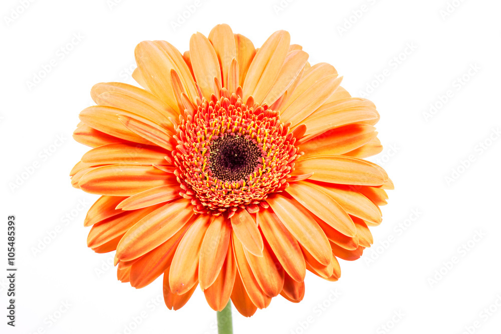 Gerbera, close-up, macro.