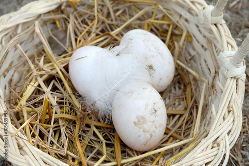 Muscovy duck eggs in the basket