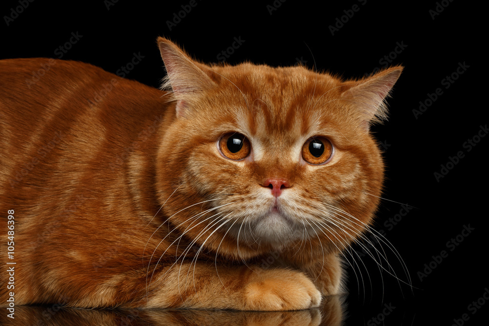 Closeup Red British cat Lying with a frightened look isolated