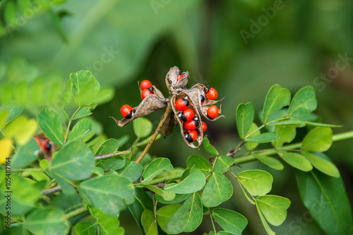 crab's eye seed