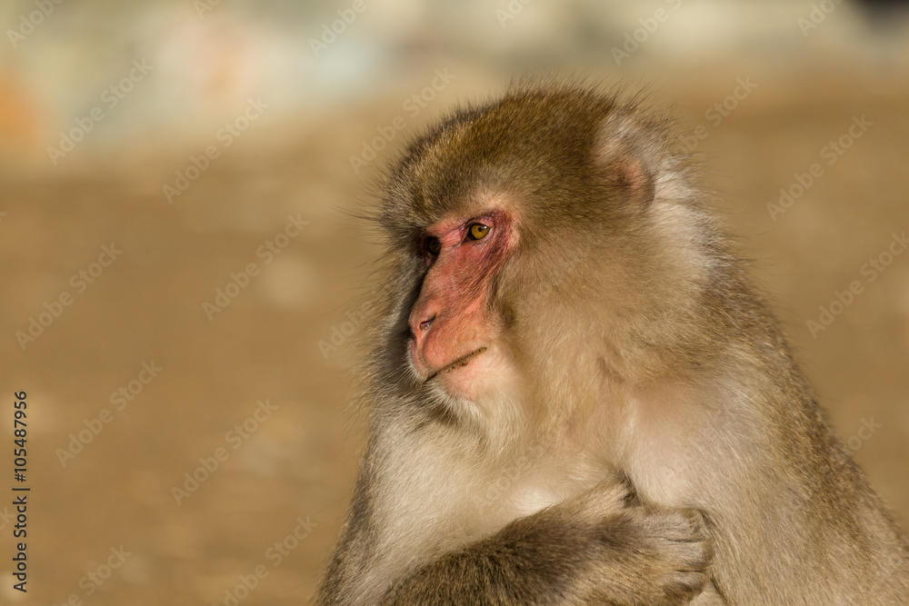 Lovely monkey Lovely monkey