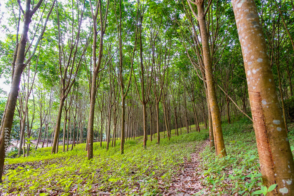 rubber plantation rubber plantation