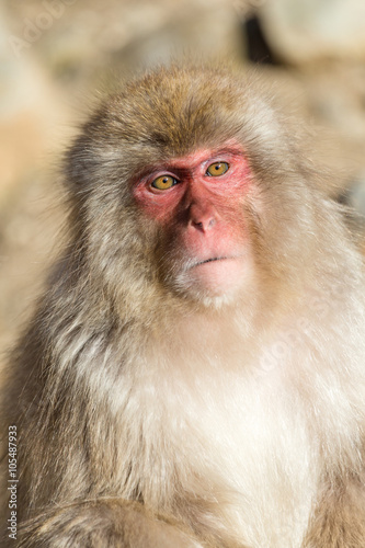 Snow Monkey