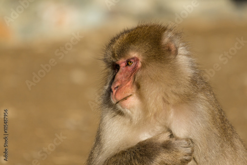 Lovely monkey