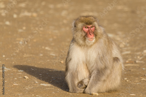 Monkey in wild © leungchopan