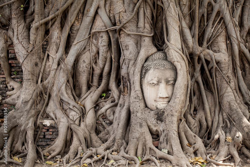 Head of Buddha statue in the tree roots, Wat Mahathat temple, Ayutthaya, Thailand Head of Buddha statue in the tree roots, Wat Mahathat temple, Ayutthaya, Thailand
