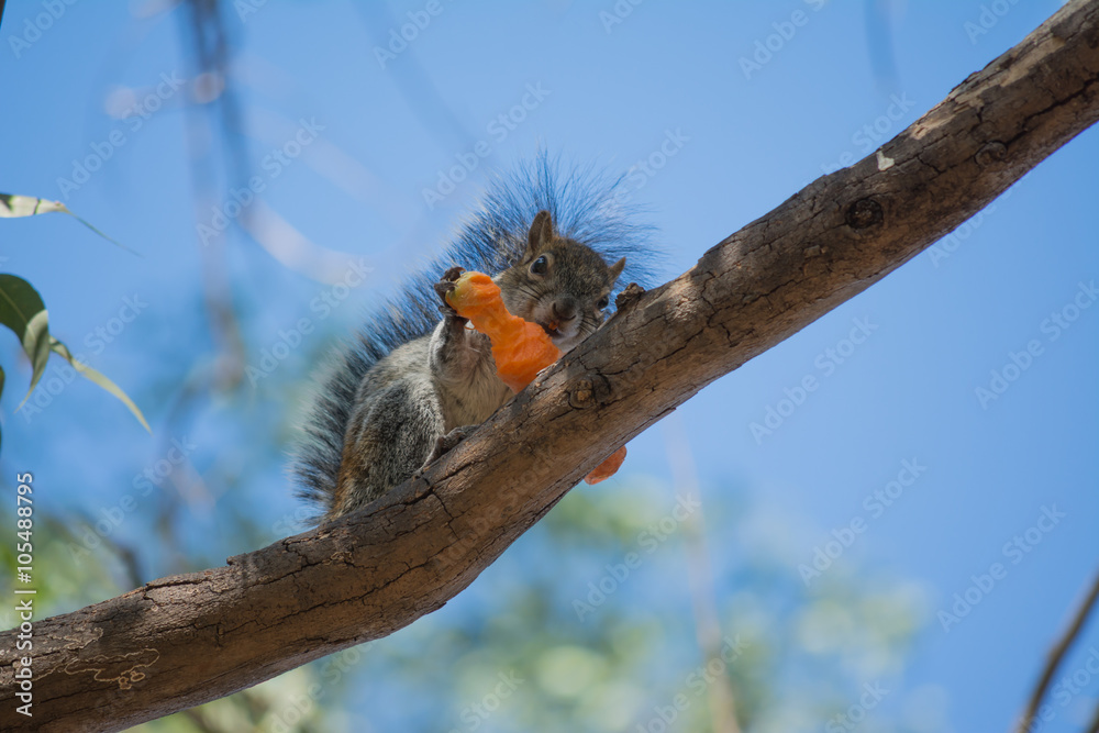 Fototapeta premium La ardilla come una zanahoria.