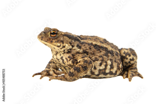 European Common toad on white