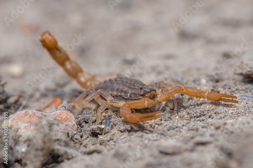 European Common Yellow Scorpion