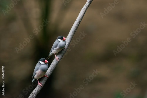 Java sparrow, Ricebird