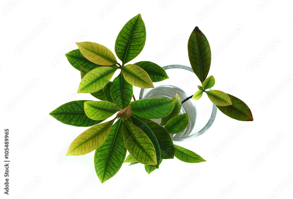 Fototapeta premium leaves in a glass