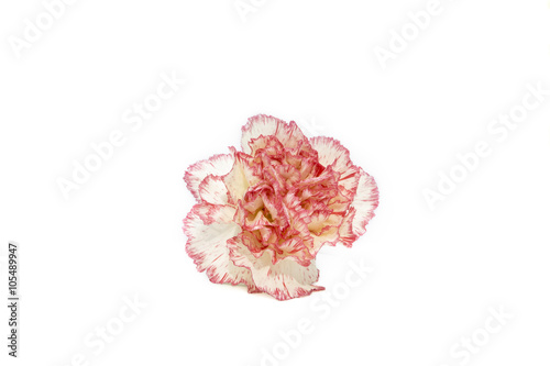 Wallpaper Mural Carnation on white Torontodigital.ca