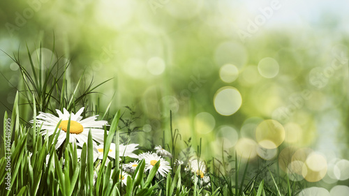 Beauty summer day with daisy flowers and bokeh, natural banner