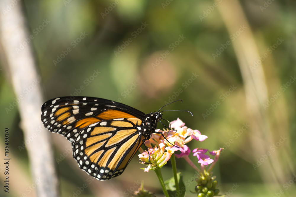 La mariposa Monarca saborea la miel de las flores. La mariposa Monarca saborea la miel de las flores.