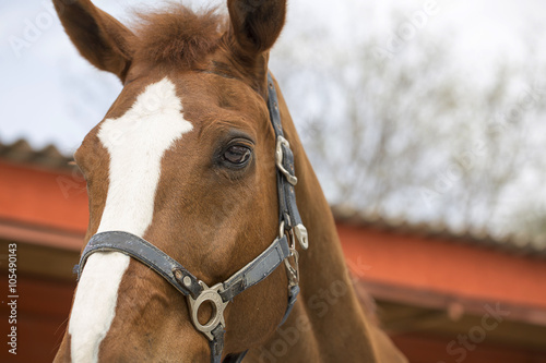 Fototapeta Naklejka Na Ścianę i Meble -  Horse