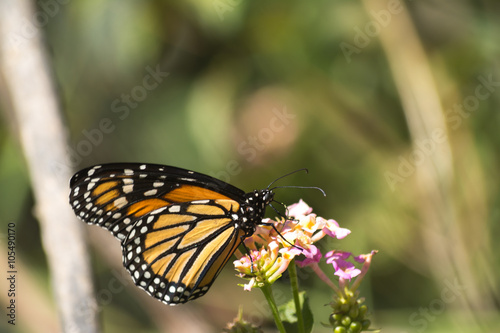 La mariposa Monarca saborea la miel de las flores.