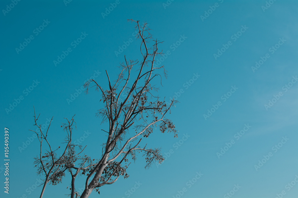 Obraz premium Lone bodhi tree with blue sky.