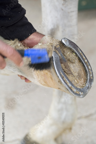 Fototapeta Naklejka Na Ścianę i Meble -  Closeup of a Blacksmith with a Horse