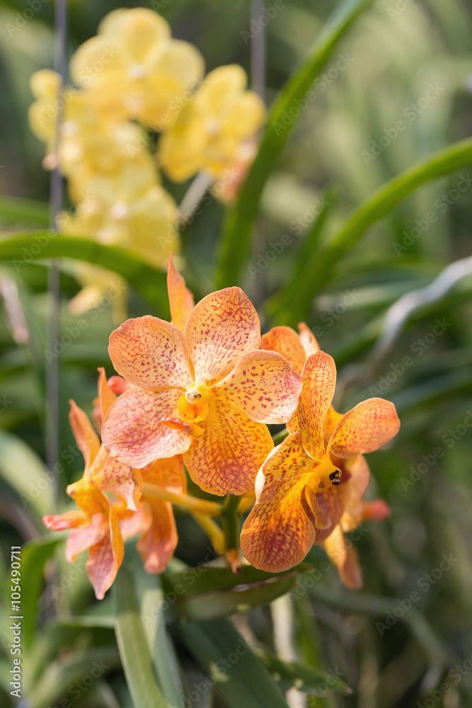 Fototapeta premium orchids purple Is considered the queen of flowers in Thailand
