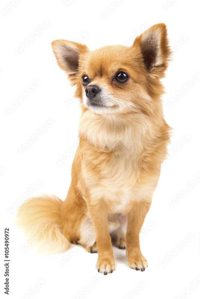 Cute looking Chihuahua isolated on white