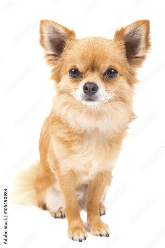 Cute looking Chihuahua isolated on white Cute looking Chihuahua isolated on white