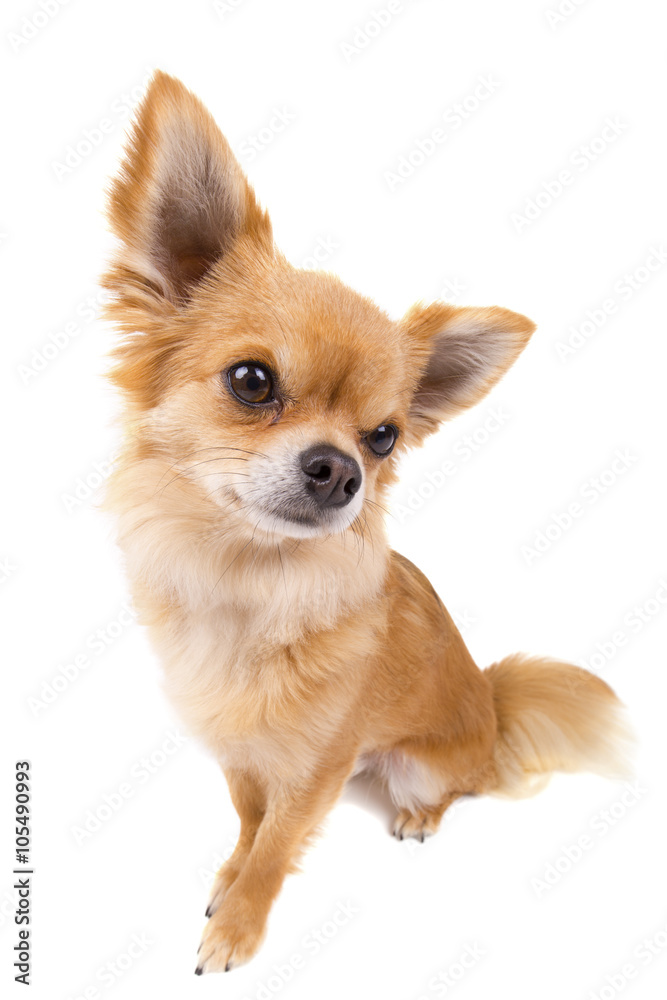 Cute looking Chihuahua isolated on white Cute looking Chihuahua isolated on white