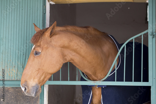 Fototapeta Naklejka Na Ścianę i Meble -  Closeup of Horse