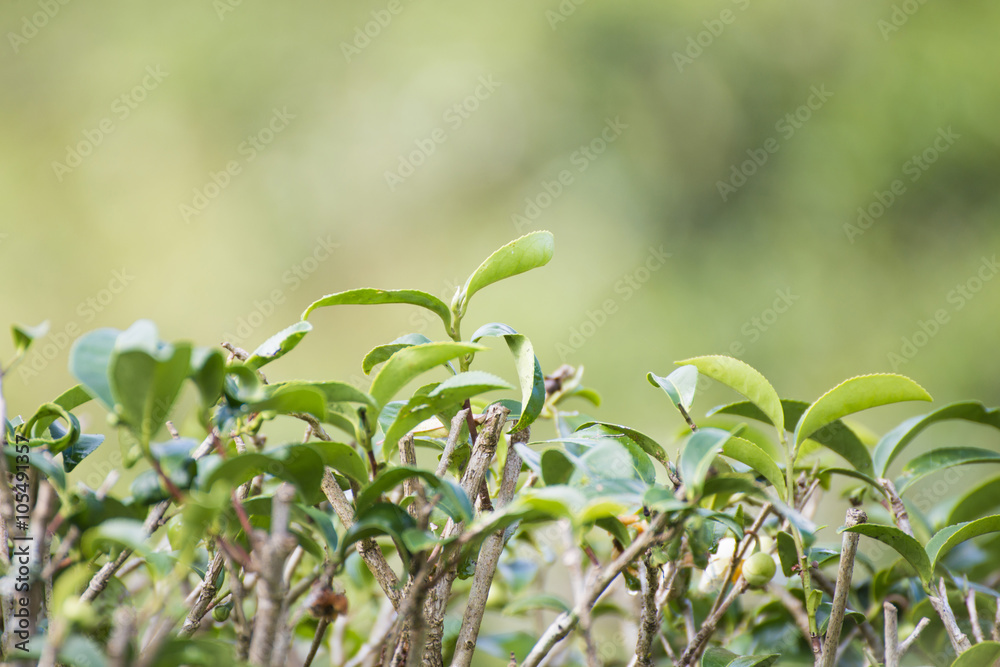 Green tea leaves on tea plantation