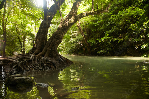Tree with roots on the banks of the tropical river © zagursky