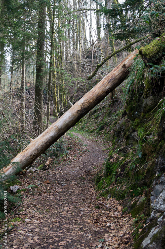 Baumstamm versperrt den Weg