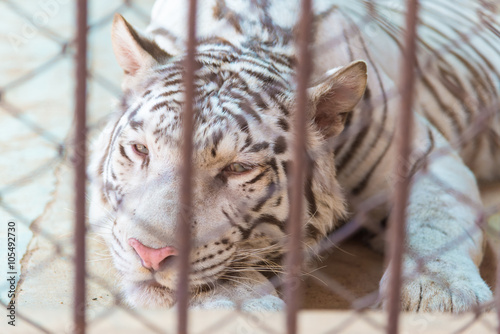 Fototapeta Naklejka Na Ścianę i Meble -  White tiger in cage of the zoo