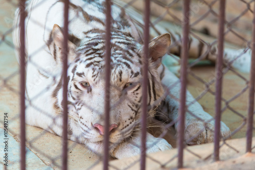 Fototapeta Naklejka Na Ścianę i Meble -  White tiger in cage of the zoo