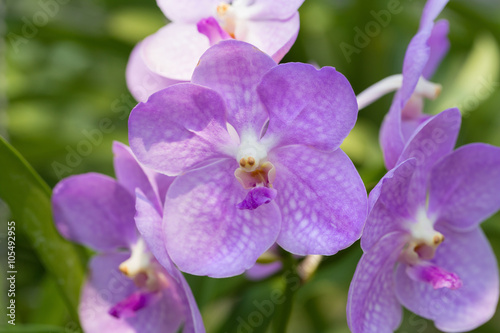 orchids purple Is considered the queen of flowers in Thailand