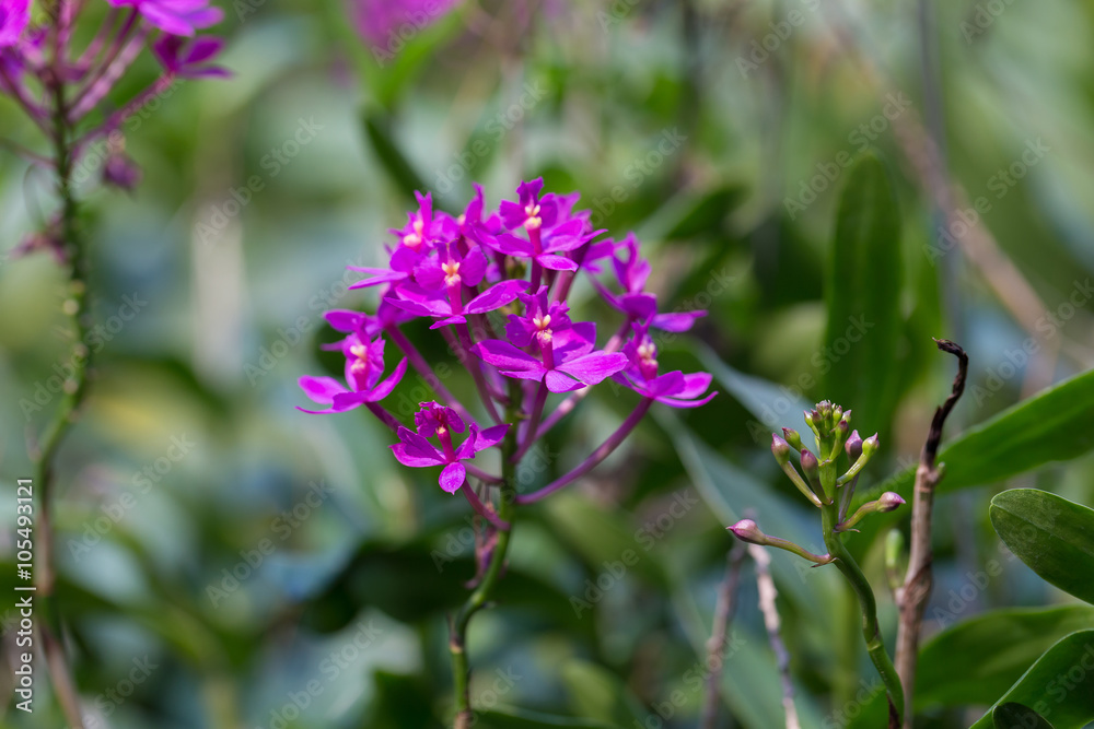 orchids purple Is considered the queen of flowers in Thailand orchids purple Is considered the queen of flowers in Thailand