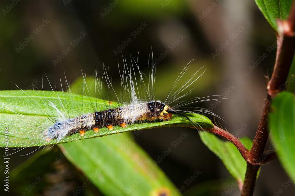 Caterpillar of lappet moth , Lasiocampoidea