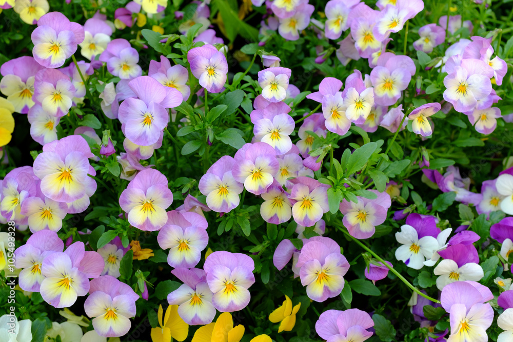 春の花が咲く庭の花畑 春の花が咲く庭の花畑