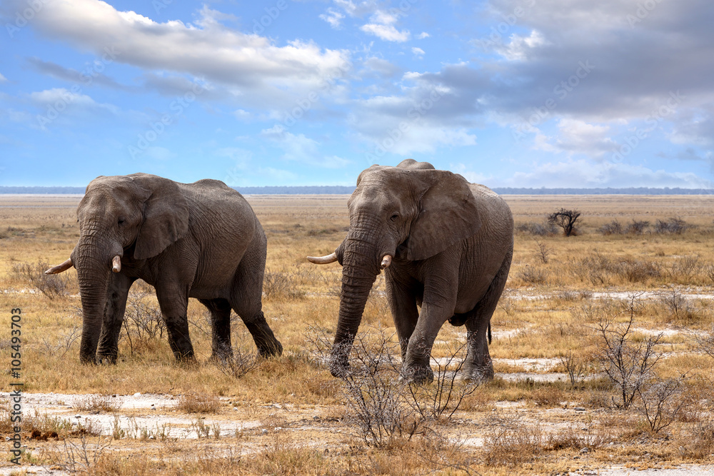 big african elephants in Etosha