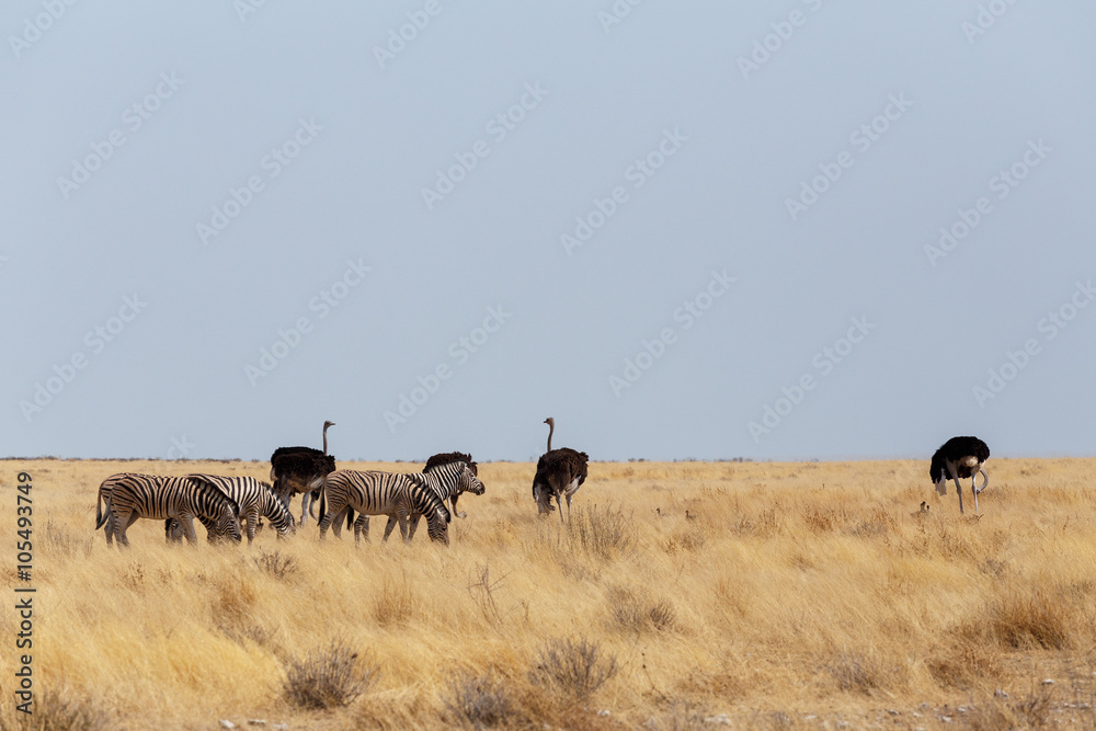 Ostrich Struthio camelus, in Etosha, Namibia Ostrich Struthio camelus, in Etosha, Namibia