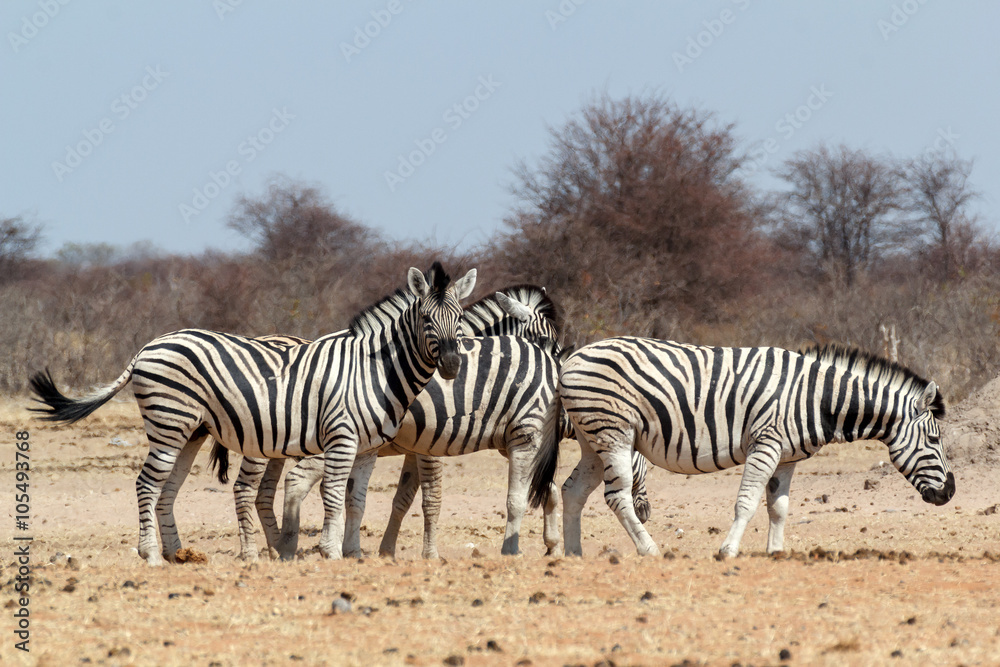 Obraz premium Zebra in african bush