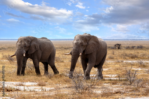 big african elephants in Etosha