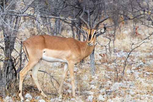 Portrait of Impala antelope