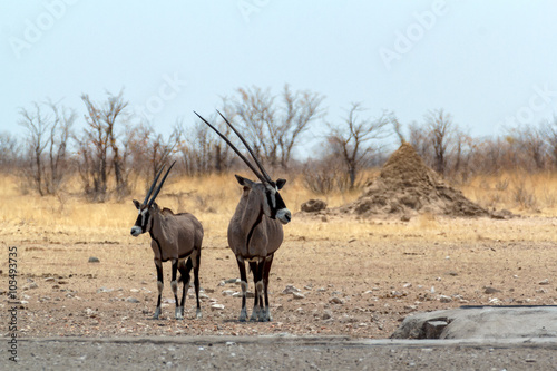 Gemsbok, Oryx gazella on waterhole